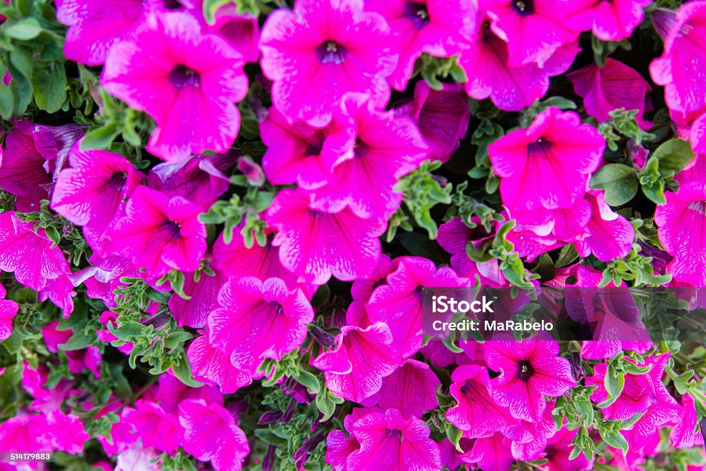 Background of beautiful pink flowers Arrangement Stock Photo