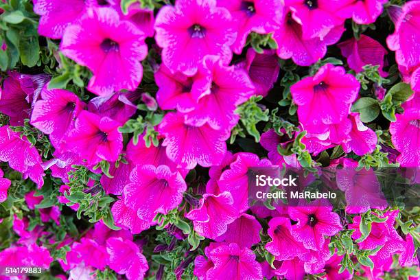 Background Of Beautiful Pink Flowers Stock Photo - Download Image Now - Arrangement, Backgrounds, Beautiful People