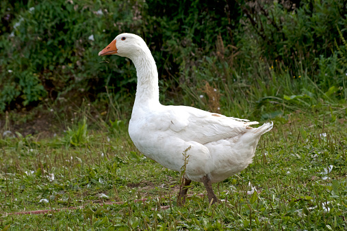 freiland christmas goose