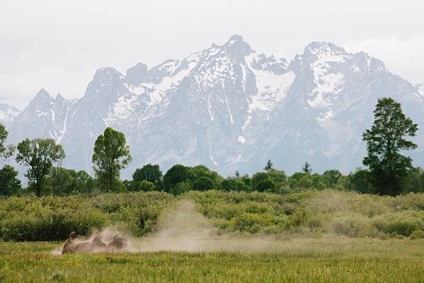 Photo of Rolling bison, Teton mountains