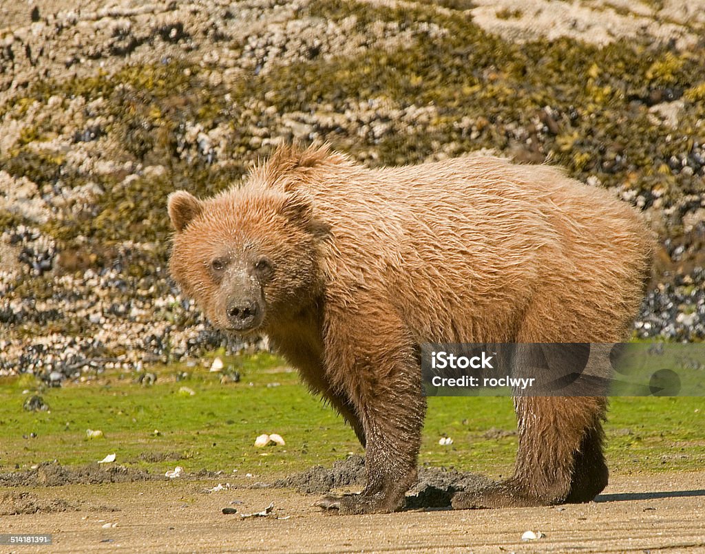 Alaska Brown osezno - Foto de stock de Aire libre libre de derechos