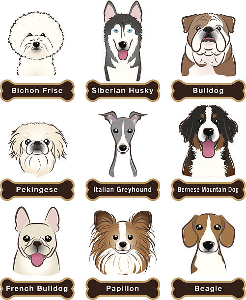 ilustraciones, imágenes clip art, dibujos animados e iconos de stock de perro/placa de identificación - papillon