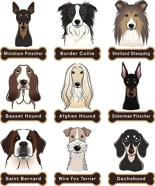 illustrazioni stock, clip art, cartoni animati e icone di tendenza di cane/targhetta - dachshund