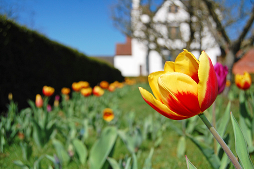 yellow and red tulip in english garden