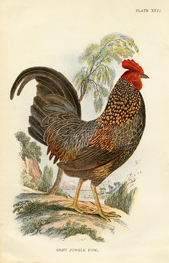 Grey Jungle Fowl. 1800s Antique Victorian Color Print