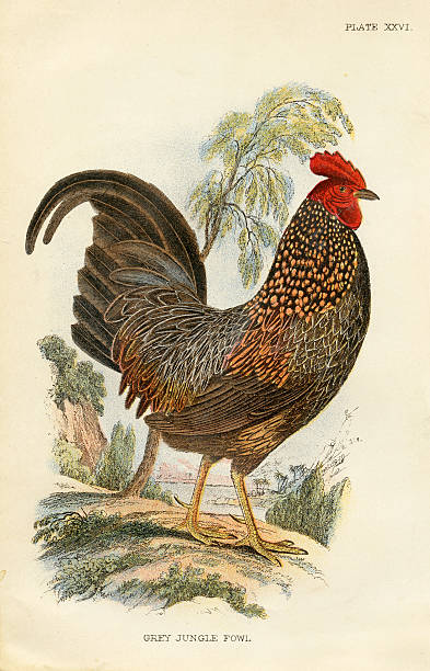 Grey Jungle Fowl antique illustration Grey Jungle Fowl. 1800s Antique Victorian Color Print gallus gallus stock illustrations