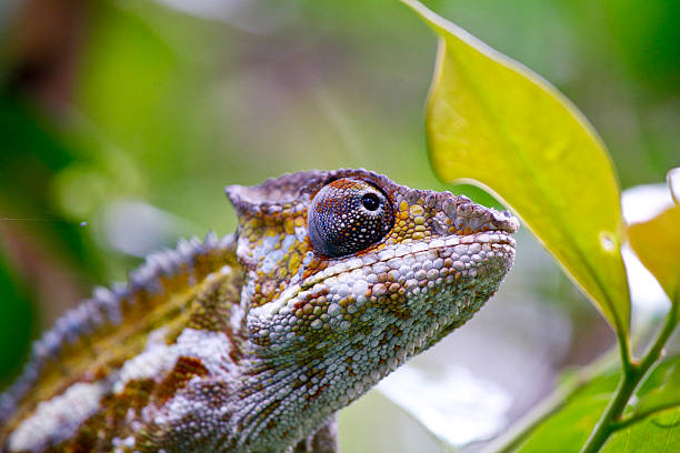 istock Nice colorful chameleon, cameleon lizard on madagascar 514211247