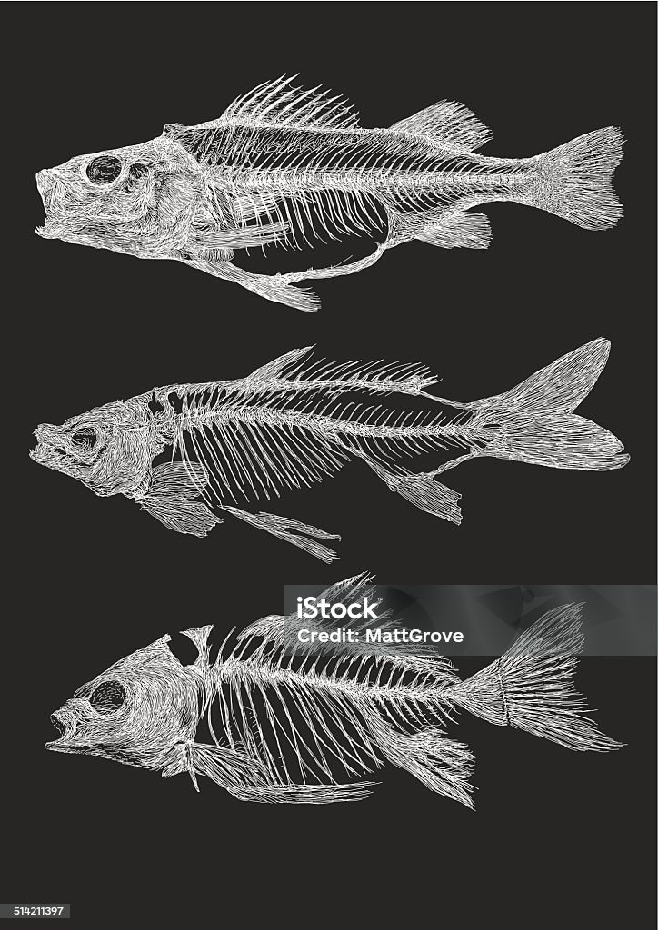 Squelettes de poissons - clipart vectoriel de Poisson libre de droits