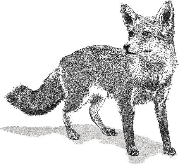 Vector illustration of Wild Fox