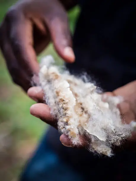 Person holding kapok, a cotton-like fluff obtained from seed pods of ceiba pentandra, on Zanzibar island. The tree is also known as the Java cotton, Java kapok, silk-cotton or ceiba.
