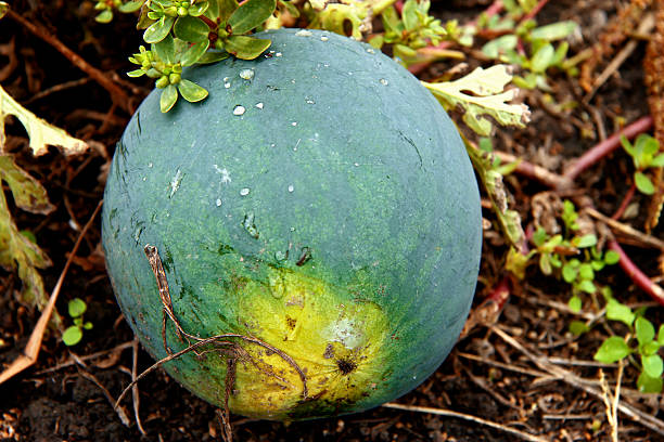 istock Watermelon On The Green Field Waiting For Harvesting 514211491