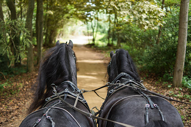 frisians con patín - cochero fotografías e imágenes de stock