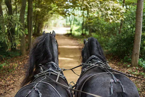 Photo of Frisians with carriage