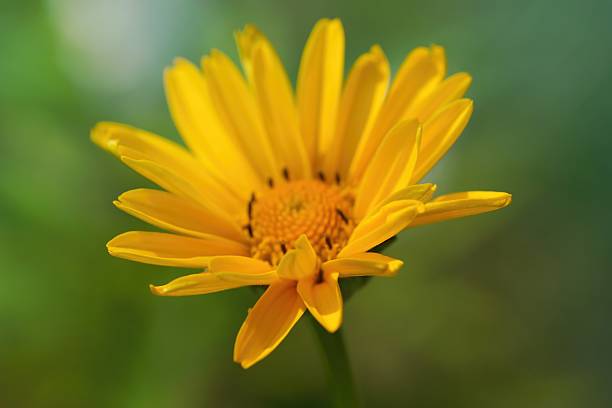 istock Macro yellow daisy defocused colorful background 514213587
