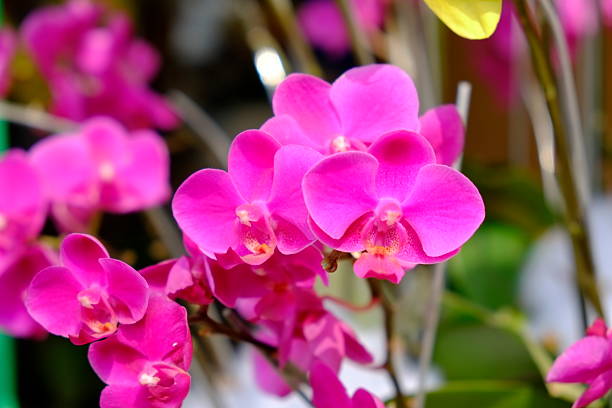 istock Beautiful yellow moth orchid flowers 514214313