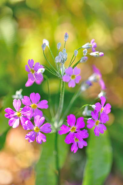istock beautiful little flower 514214417