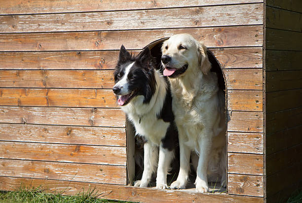 border-collie und golden retriever auf doghouse - hundehütte stock-fotos und bilder