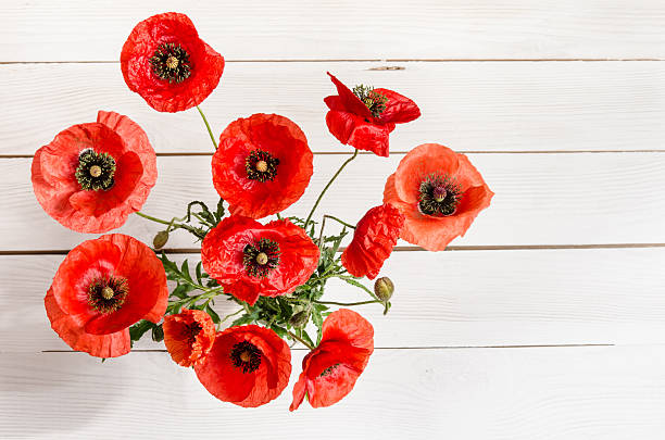 istock beautiful red poppies on old white wooden table 514214818