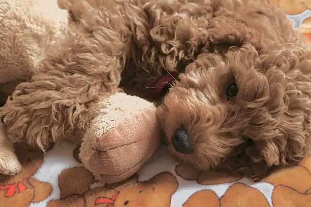 Babydog lying embracing plush