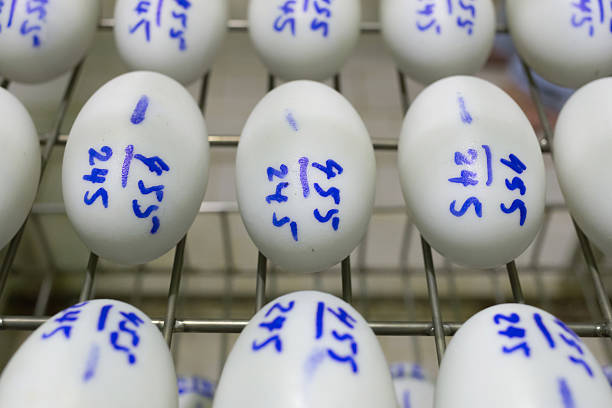 eggs in incubator, hatching apparatus