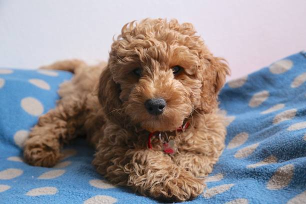 istock Babydog portrait 514215724