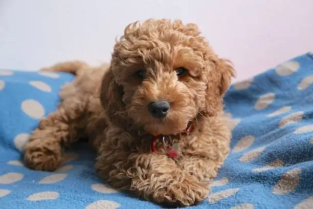Babydog poodle portrait