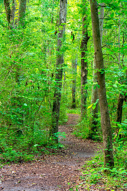 istock Alabama jungle trail winds through the forest 514215989