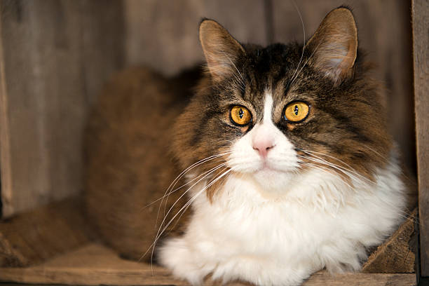 Cat in a box stock photo