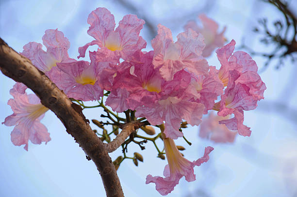 Tabebuia heterophylla (Pink Trumpet Tree ) Tabebuia heterophylla (Pink Trumpet Tree ) tabebuia heterophylla stock pictures, royalty-free photos & images