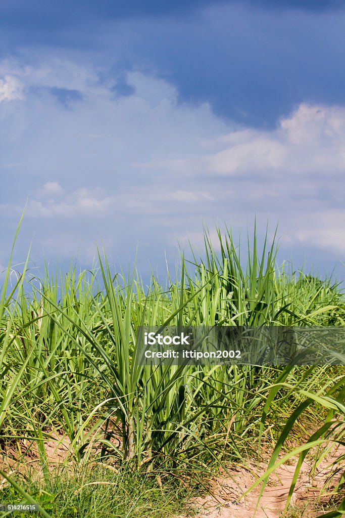 sugar cane sugar cane field with blue sky Agricultural Field Stock Photo