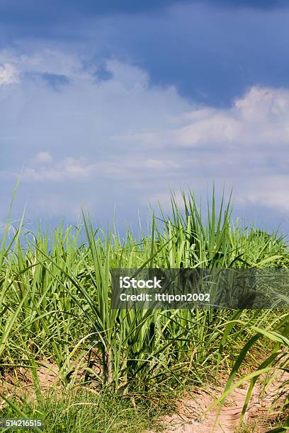 Sugar Cane Stock Photo - Download Image Now - Agricultural Field, Agriculture, Biology
