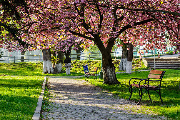 istock bench on the pavement in park 514217184