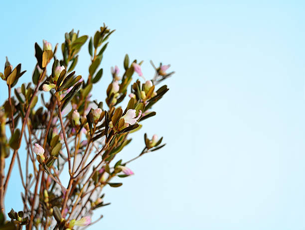 istock Branch of Ledum 514217236