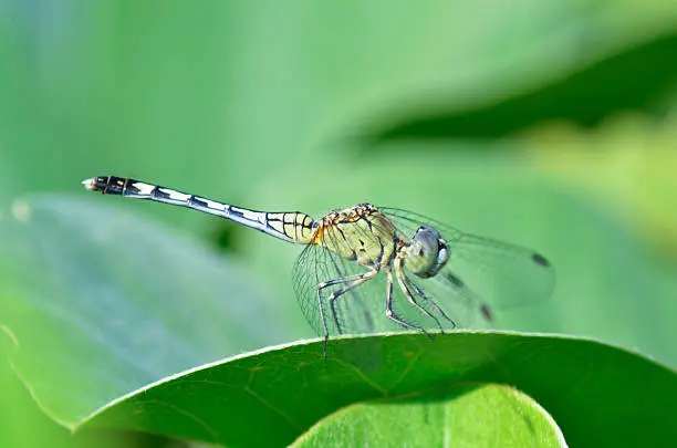 Photo of Dragonfly-Diplacodes trivialis