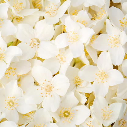 Macro image of Jasmine flowers 