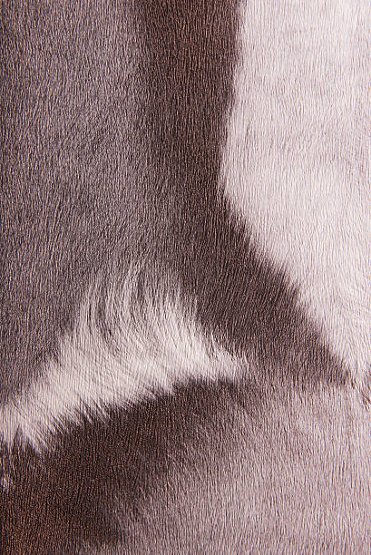 istock Imitation animal fur, background 514217657