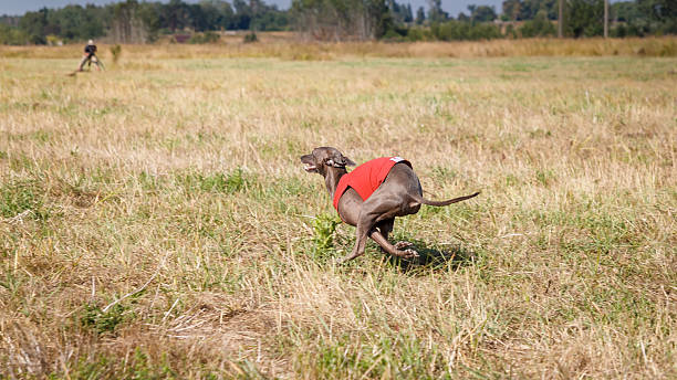 走ること ます。イタリアのグレイハウンド犬を走るフィールド - italian greyhound ストックフォトと画像
