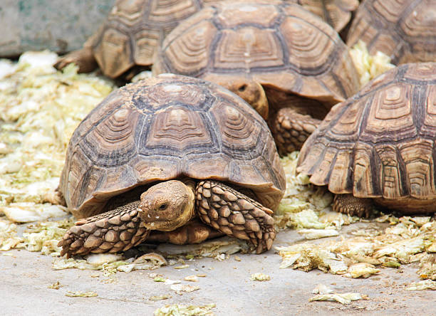 istock Turtle and the friend 514218013