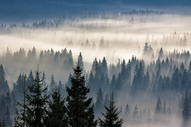 istock coniferous forest in foggy mountains 514218026