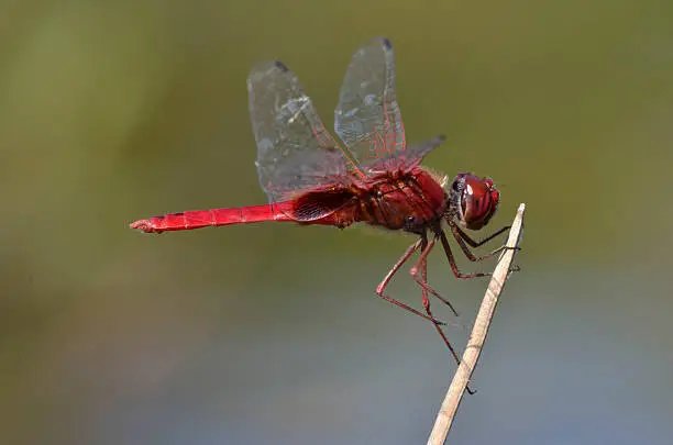 Photo of Red Dragonfly