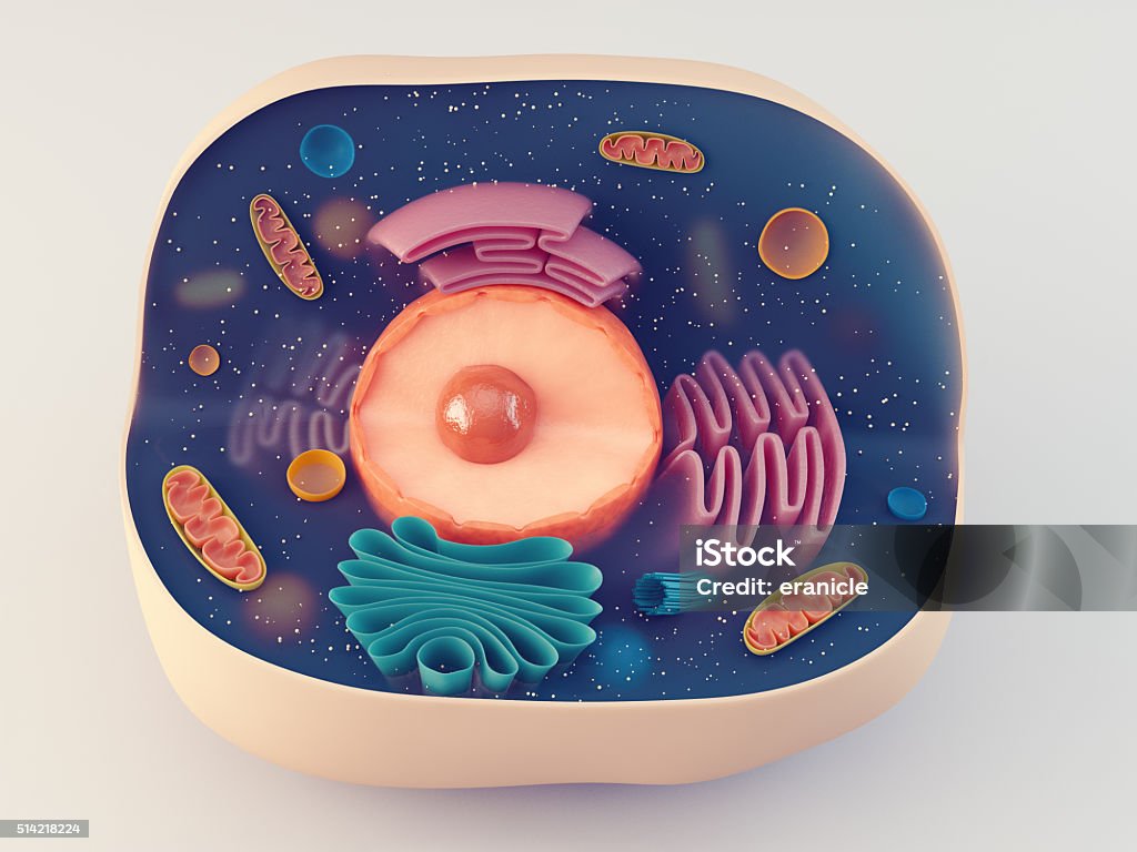 Anatomical structure of animal cell Anatomical structure of biological animal cell with organelles Three Dimensional Stock Photo