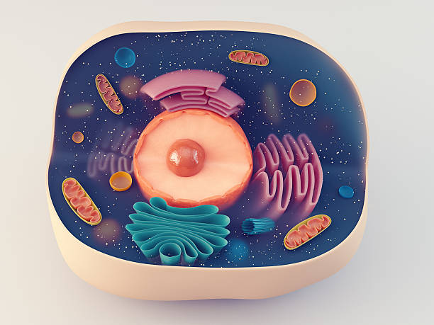 Anatomical Structure Of Animal Cell Stock Photo - Download Image Now - Three Dimensional, Human Cell, Anatomy - iStock Anatomical Structure Of Animal Cell Stock Photo - Download Image Now - Three Dimensional, Human Cell, Anatomy - iStock