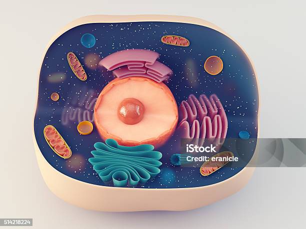 Anatomical Structure Of Animal Cell Stock Photo - Download Image Now - Biological Cell, Endoplasmic Reticulum, Mitochondrion
