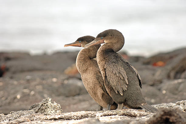 istock Pair of flightless cormorants, Galapagos Islands, Ecuador 514218265