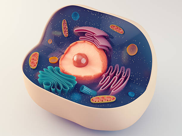 istock Anatomical structure of animal cell 514218370