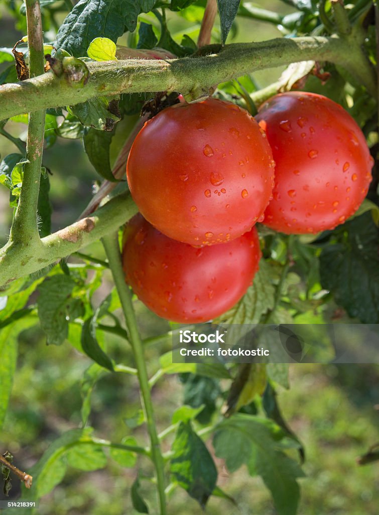 Crescente de tomate - Foto de stock de Agricultura royalty-free