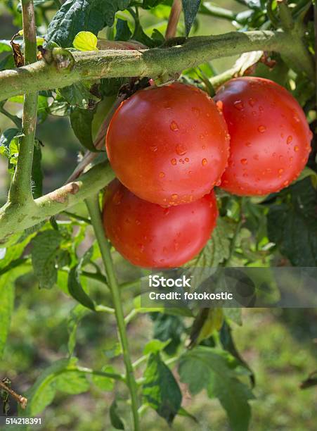 Foto de Crescente De Tomate e mais fotos de stock de Agricultura - Agricultura, Alimentação Saudável, Antioxidante