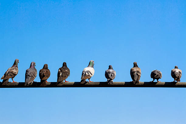 istock Pigeons hold on electricity post 514218487