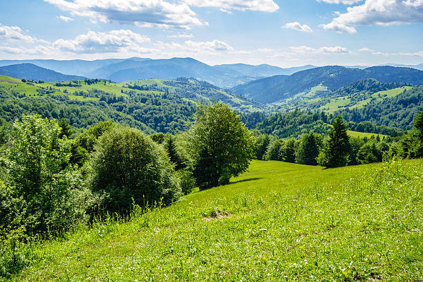 istock pine trees near valley in mountains  on hillside 514218506