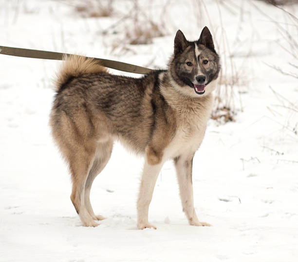 istock Grey Siberian Laika standing on snow 514218646
